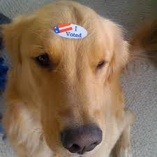 dog-voted